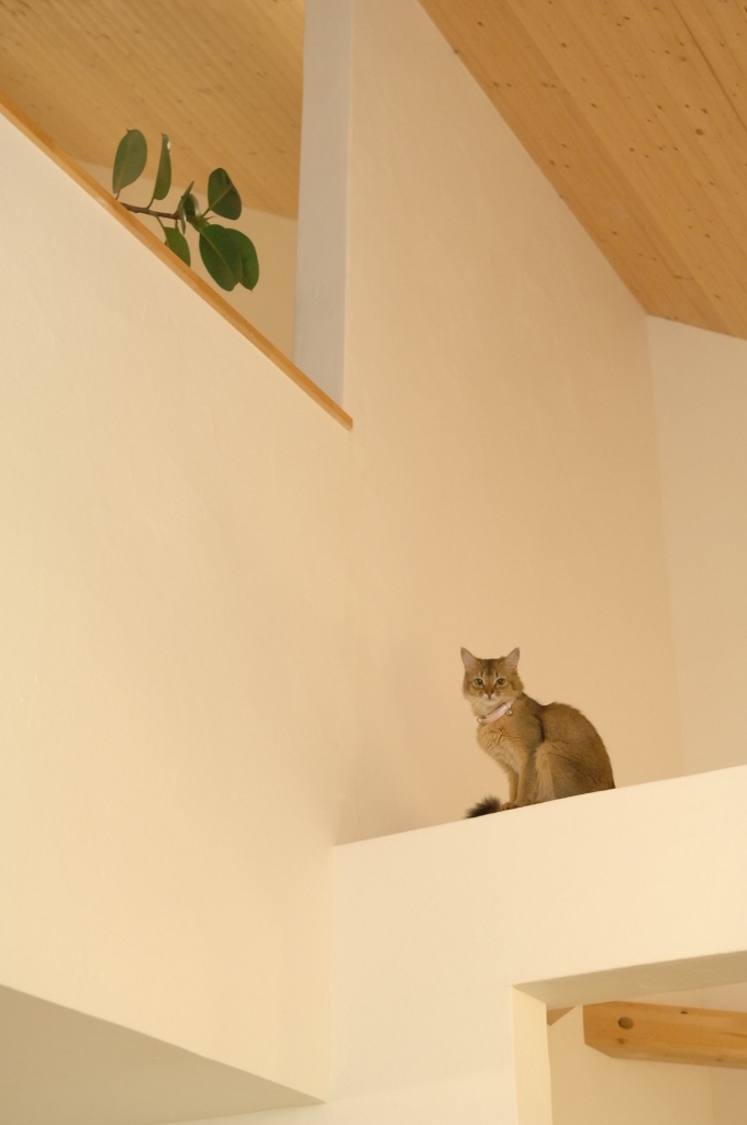 高いところが好きな猫ちゃんものびのび暮らせる嬉しい設計