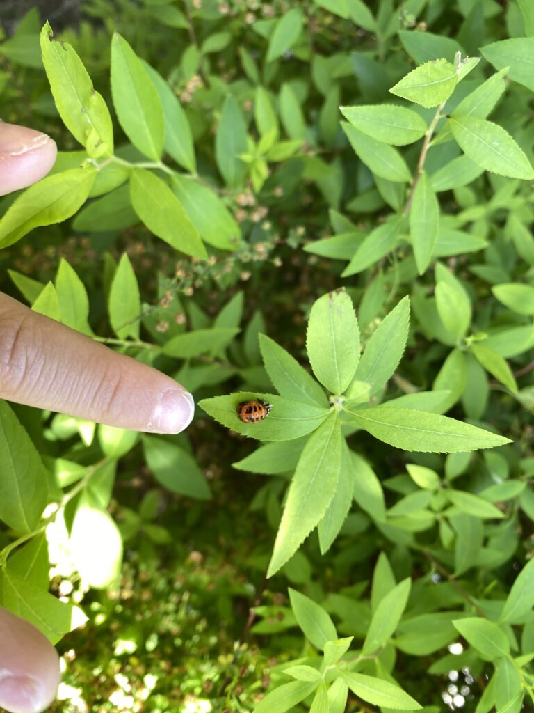 てんとう虫がいっぱい