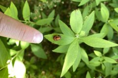 てんとう虫がいっぱい