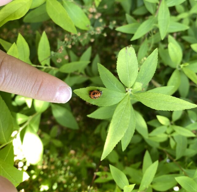 てんとう虫がいっぱい