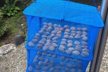 お客様のお母様に教えてもらった梅の漬物