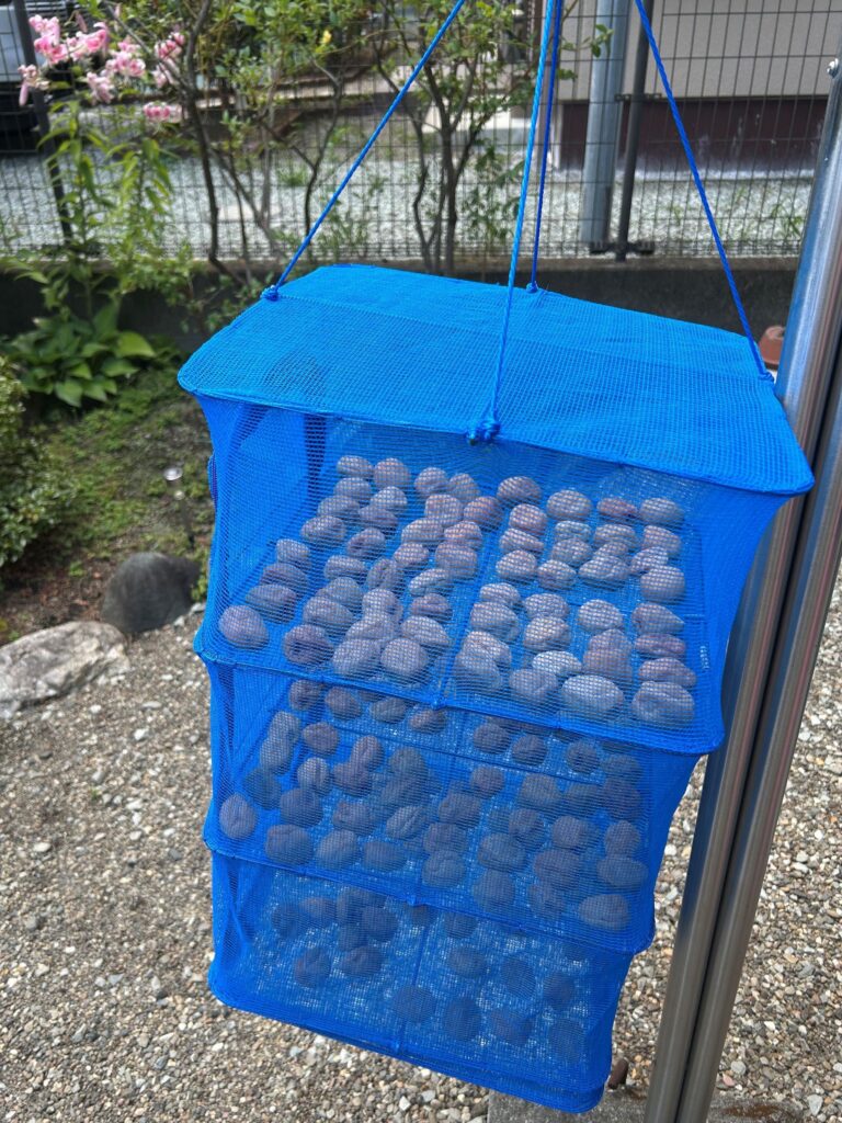 お客様のお母様に教えてもらった梅の漬物