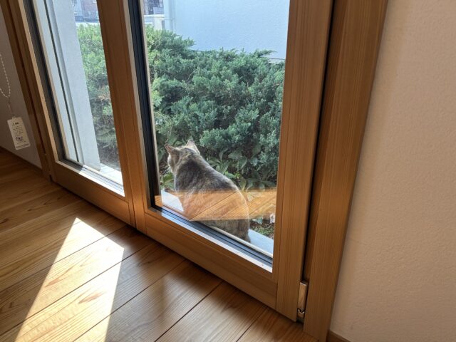 木製サッシとねこ